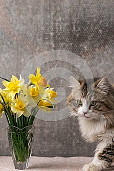 a beautiful cat sits near a vase with yellow daffodils. Selective focus.
