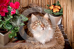 Beautiful cat sits and poses on balcony between flowers