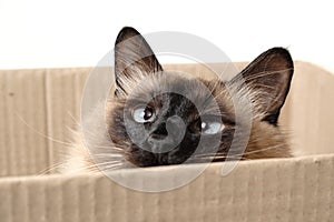 Beautiful cat sitting in box.