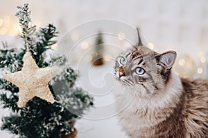 Beautiful cat sitting in a christmas corner