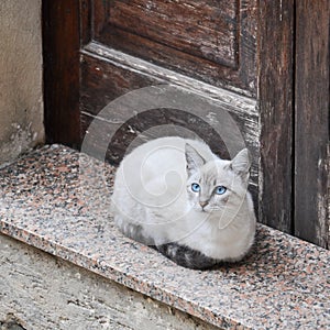 Beautiful cat sitting in front of a wooden door