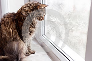 Beautiful cat sitting in a frozen window