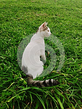 A beautiful cat sitting and glancing something in grass garden. A cute cat with a glare