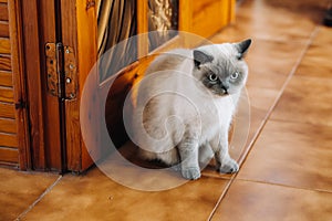 Beautiful cat sitting at home and relaxing, pet life concept