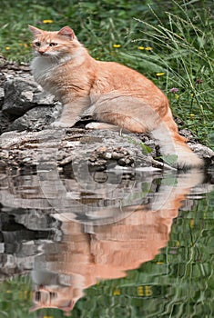 A beautiful cat is sitting on a rock on the shore. The image is reflected in the lake water