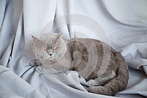Beautiful cat is sitting in a room in the interior photo