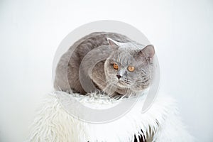 Beautiful cat is sitting in a room in the interior photo
