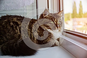 Beautiful cat sitting on windowsill and looking out of a window