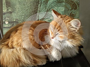 A beautiful cat with light and shadow