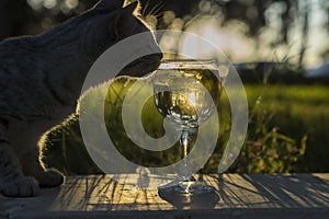 A beautiful cat sniffs wine in a glass glass against the background of the sun