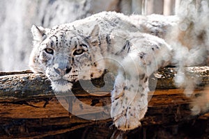 Cat snow leopard - Irbis, Uncia uncia