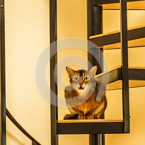 Beautiful cat standing in the kitchen