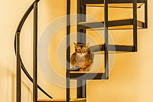 Beautiful cat standing in the kitchen