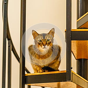 Beautiful cat standing in the kitchen