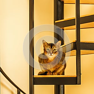 Beautiful cat standing in the kitchen