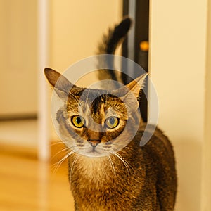 Beautiful cat standing in the kitchen