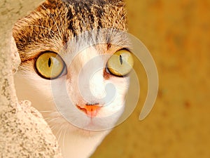 Beautiful cat staring at the camera through a yello wall - selective blurring