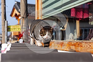 Beautiful cat staring at me and walking toward me.