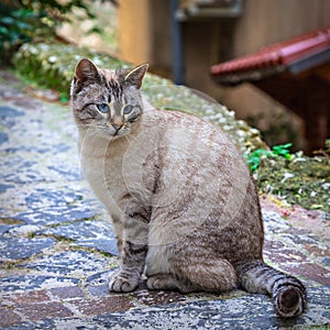 beautiful cat on the street