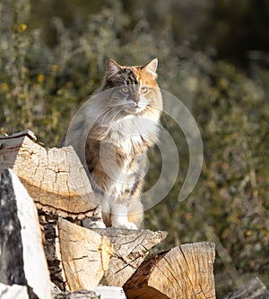 Beautiful cat with three color coat sitting on log of wood in the garden.