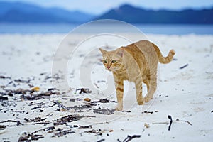 Beautiful cat walking outdoor on the sand beach