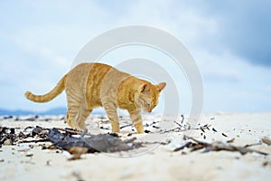 Beautiful cat walking outdoor on the sand beach