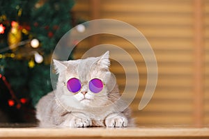 Beautiful cat wearing fashionable glasses