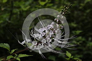beautiful cat whiskers flowers are white and have long threads