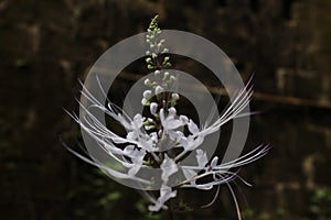 beautiful cat whiskers flowers are white and have long threads nice