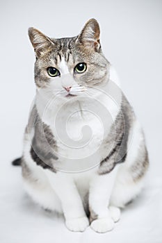 Beautiful cat on white