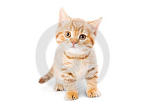 Beautiful cat on a white background photo