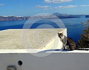 Beautiful cat on a white washed wall of Thirassia, Santorini, Greece photo