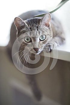 Beautiful cat by the window