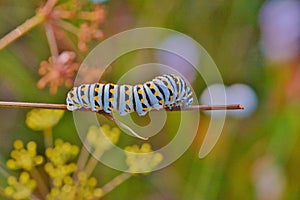 Beautiful caterpillar against a colorful background