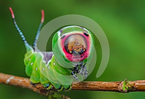 Beautiful caterpillar in a frightening pose, unique animal behaviour