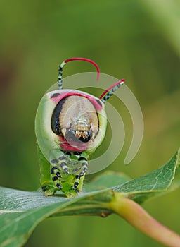 Beautiful caterpillar in a frightening pose, unique animal behaviour