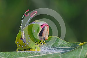 Beautiful caterpillar in a frightening pose, unique animal behaviour