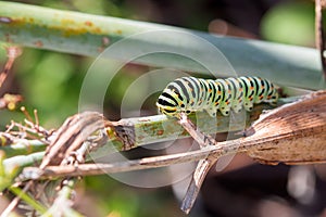 Caterpillar of Papilio machaon II photo