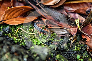 Beautiful Caterpillar in the Rainforest on Borneo