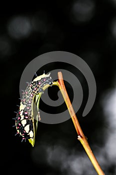 Beautiful Caterpillar with spikes on back