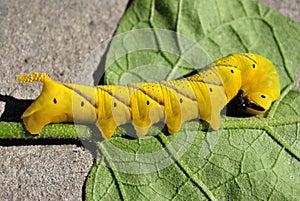 Beautiful caterpillar tailed dog