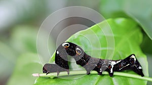 Beautiful caterpillars sleep on green leaves after eating the treetops