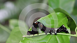 Beautiful caterpillars sleep on green leaves after eating the treetops