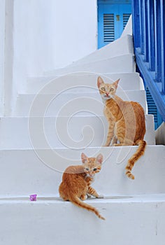 Beautiful cats at mykonos island, cyclades , Greece