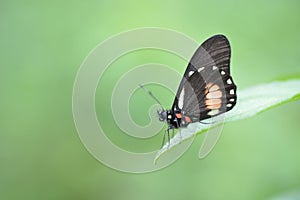 Beautiful cattleheart butterfly on a plant leaf