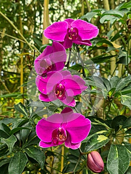 Beautiful cattleya orchid flowers blooming in the garden