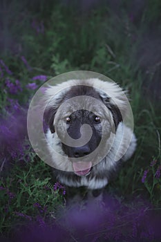 Beautiful Caucasian Shepherd Dog puppy in summer nature