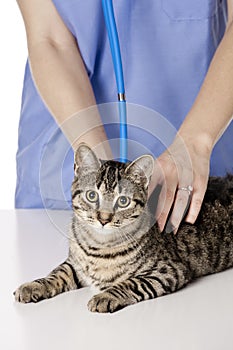 Beautiful Caucasian woman Veterinarian examining a kitten