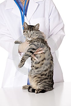 Beautiful Caucasian woman Veterinarian examining a kitten