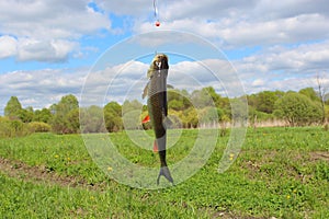 Beautiful caught chub